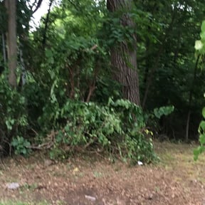 Bush Trimming by New leaf Landscaping  reviewed on August 19, 2025
