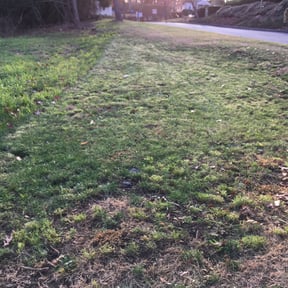 Leaf Removal by Pegasus Property Services reviewed on September 14, 2025