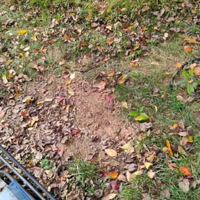 Bush Trimming by W. D. Giampa Lawn &amp; Landscapes, INC. reviewed on November 24, 2025