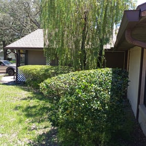 Bush Trimming by QUALITY CUTS reviewed on August 19, 2025