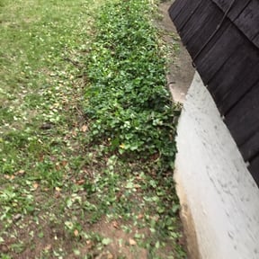 Bush Trimming by Supaman lawncare reviewed on August 20, 2025