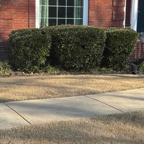 Bush Trimming by BlaDow Lawn Services reviewed on May 18, 2026