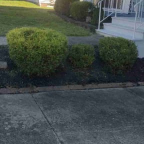 Bush Trimming by Carter&Sons reviewed on August 19, 2025