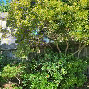Bush Trimming by Paco's lawn care reviewed on August 17, 2025