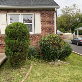 Bush Trimming by Z Pro Quality Enterprises reviewed on August 18, 2025
