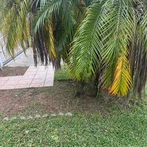 Flower Bed Weeding by Naulty’s Nature Scapes reviewed on November 6, 2025