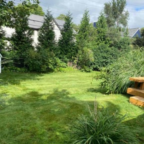 turf maintenance by V.i..y Lawn care services reviewed on June 27, 2025