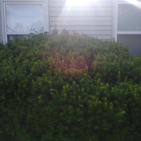 Bush Trimming by Urban Jungle Landscaping  reviewed on August 19, 2025