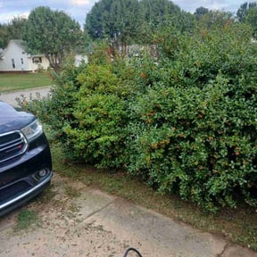 Bush Trimming by Turf Cut Lawncare reviewed on November 30, 2025