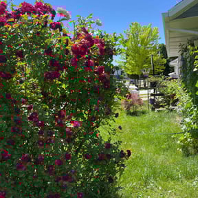 Bush Trimming by Bright Landscaping Services reviewed on August 18, 2025