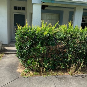 Bush Trimming by Micha's Mowing Services, LLC reviewed on August 17, 2025