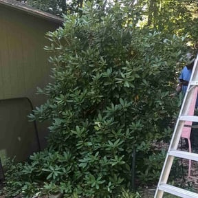 Bush Trimming by Legacy reviewed on August 16, 2025