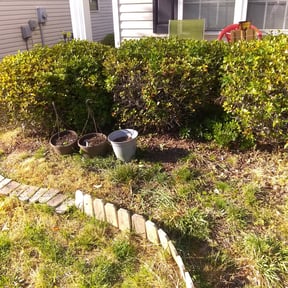 Bush Trimming by Allentown Lawn and Landscape reviewed on August 12, 2024