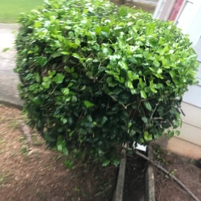 Bush Trimming by Taylor Lawns reviewed on August 21, 2025