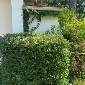 Bush Trimming by Triple S Cuts & Cleanouts reviewed on August 16, 2025