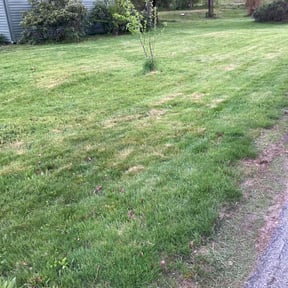 lawn care services by Mr.leens lawns reviewed on August 31, 2023