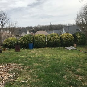 Bush Trimming by Tonys Landscaping LLC reviewed on August 21, 2025