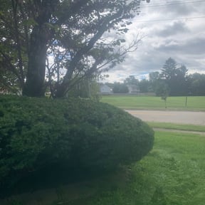 Bush Trimming by Kowtown Services reviewed on November 20, 2025