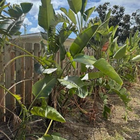 Bush Trimming by Hidden Acres Lawn Care LLC reviewed on October 23, 2025