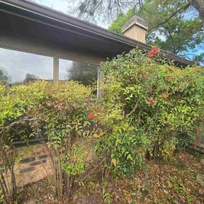 Bush Trimming by Belmontes Landscape LLC reviewed on March 23, 2026