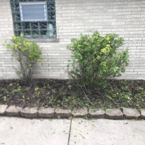 Bush Trimming by JACKSON Lawn Care reviewed on August 15, 2025