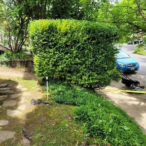 Bush Trimming by Kiki's lawn care reviewed on August 19, 2025
