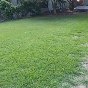 lawn service by Gus lawn's reviewed on August 15, 2025