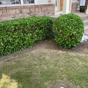 Bush Trimming by Livingoak landscaping and lawn care reviewed on August 16, 2025