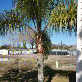 Bush Trimming by Castruita Lawn Service reviewed on August 17, 2025