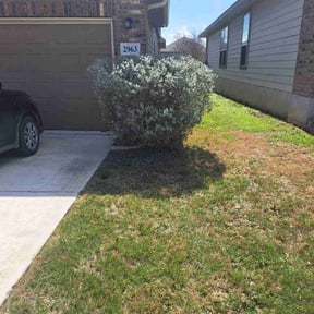 Bush Trimming by Central Property Maintenance reviewed on March 18, 2026