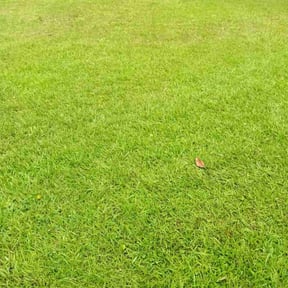 yard care by Alamo One For All reviewed on August 21, 2025