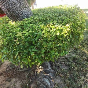 Bush Trimming by AC LAWNCARE reviewed on August 20, 2025