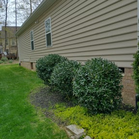 Bush Trimming by Lawn Kingz reviewed on August 15, 2025