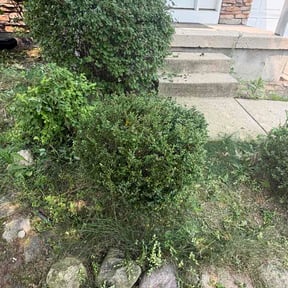 Bush Trimming by RTH Lawn Service &amp; Landscaping LLC reviewed on July 18, 2026