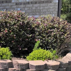 Bush Trimming by Inspo Lawncare reviewed on August 18, 2025