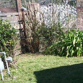 Bush Trimming by Devins lawn carey6 reviewed on August 21, 2025