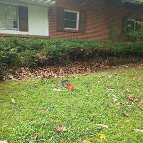 Bush Trimming by FALCON LANDSCAPE AND HOME SOLUTIONS reviewed on July 8, 2026