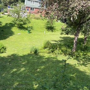 lawn maintenance by 316D Lawn Care reviewed on August 17, 2025