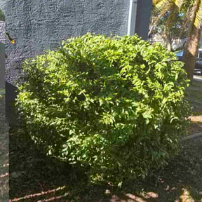Bush Trimming by Lawn Patrol reviewed on October 1, 2024