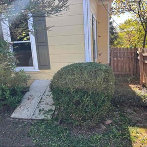 Bush Trimming by Back To Eden Lawn Service reviewed on November 10, 2025