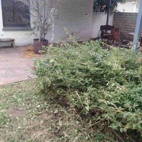 Bush Trimming by MowMasters reviewed on August 16, 2025