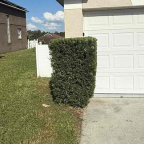 Bush Trimming by Dominque Wortham reviewed on November 21, 2025