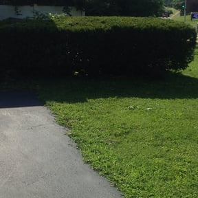 Bush Trimming by M-N-M Lawn care service reviewed on August 18, 2025