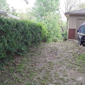 Bush Trimming by Anytime-mow reviewed on August 16, 2025