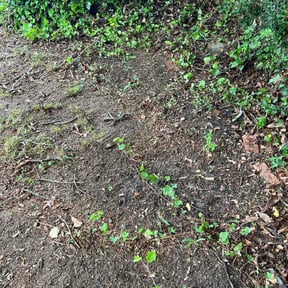 Leaf Removal by Tidewater Lawn Solutions, LLC reviewed on May 4, 2026