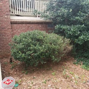 Bush Trimming by Cat's Landscaping reviewed on August 18, 2025