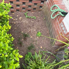 Flower Bed Weeding by Hanson Lawn Care reviewed on June 1, 2026