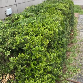 Bush Trimming by Best Price In Lawn Care reviewed on August 16, 2025