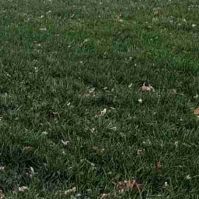 Leaf Removal by Simple Monkey Lawn Care reviewed on November 27, 2025