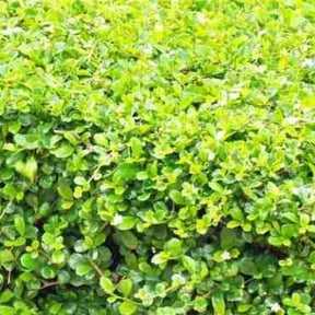 Bush Trimming by C&L landscaping reviewed on August 18, 2025